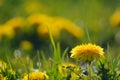 Selective focus. Bright spring dandelions blooming near the roadside. Green grass, yellow and white wildflowers. Copy space. Royalty Free Stock Photo