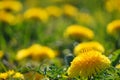 Selective focus. Bright spring dandelions blooming near the roadside. Green grass, yellow and white wildflowers. Copy space. Royalty Free Stock Photo