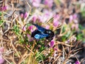 Bright spring flower background with a bee. Great carpenter bumblebee Xylocopa collecting pollen and nectar from beautiful Royalty Free Stock Photo