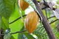 selective focus bright yellow cocoa fruit on a mature cocoa plantation in Asia village fresh green leaf background