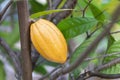 selective focus bright yellow cocoa fruit on a mature cocoa plantation in Asia village fresh green leaf background
