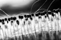 Selective focus on bristles of a hairbrush with tangled hair