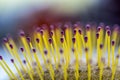 Selective focus on bristles of a hairbrush with tangled hair