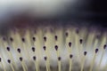 Selective focus on bristles of a hairbrush with tangled hair
