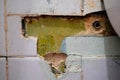Selective focus, broken, destroyed ceramic tiles of the bathroom in an abandoned apartment close-up Royalty Free Stock Photo