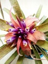 Bromeliad flower