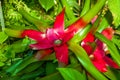 Selective focus on Bromeliad red and green tropical plant colorful flower blooming with blurred background