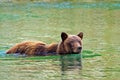 Selective focus the brown bear (Ursidae) swimming in the lake in the daytime Royalty Free Stock Photo