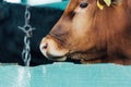 Focus of brown calf near wooden Royalty Free Stock Photo