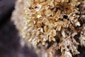 Selective focus of brown dry bush ripened seeds close up Royalty Free Stock Photo