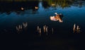 Selective focus of duck flying above water of lake Royalty Free Stock Photo