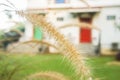 Brown grass flower in summer with vintage house in rural area Royalty Free Stock Photo