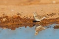 Selective focus of a brown small Greater short-toed lark bird on the muddy wet ground