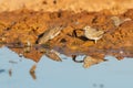 Selective focus of brown small Greater short-toed lark birds on the muddy wet ground