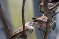Selective focus of brown sparrows standing on a tree branch