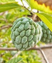 buah sarikaya or custard apple balanagar or sharifa fruit