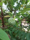 buah sarikaya or custard apple balanagar or sharifa fruit or shareefa or sugar apple or taiwan pineapple seed custard apple