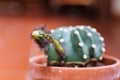 Selective focus on bud of succulent echinopsis