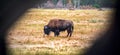 Selective focus of a buffalo grazing at the Yellowstone National Park in Wyoming, USA Royalty Free Stock Photo