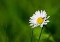 Selective focus of a bug pollinating on a blossomed daisy flower on a green blurry background Royalty Free Stock Photo