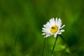 Selective focus of a bug pollinating on a blossomed daisy flower on a green blurry background Royalty Free Stock Photo