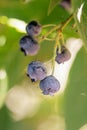 Selective focus of a bunch of blueberries growing among green leaves on a blurry background