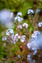 Selective focus of a bunch of forget-me-nots with flowers and leaves blurred in the background