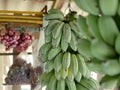 Selective focus of a bunch of fresh green, unripe, bananas hanging from the ceiling waiting to turn yellow, ripe