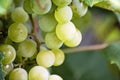 Selective focus on bunches of ripe white wine grapes on vine. Close-up image of fresh grapes hanging on vine ready to harvest. Royalty Free Stock Photo