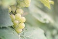 Selective focus on bunches of ripe white wine grapes on vine. Close-up image of fresh grapes hanging on vine ready to harvest. Royalty Free Stock Photo