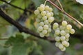 Selective focus on bunches of ripe white wine grapes on vine. Close-up image of fresh grapes hanging on vine ready to harvest. Royalty Free Stock Photo