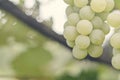 Selective focus on bunches of ripe white wine grapes on vine. Close-up image of fresh grapes hanging on vine ready to harvest. Royalty Free Stock Photo