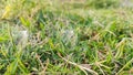 selective focus on white flower in grass Royalty Free Stock Photo