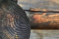 Selective focus burnt resinous wood glowing texture of rough surface felled tree weathered with annual rings over out of