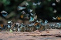 Selective focus Butterflies on the ground and flying in nature background.Blurred Tailed Jay butterflies.