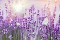 Selective focus on butterfly on lavender, lavander garden lit by sunlight - sun rays