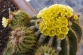 Selective focus, Cactus with beautiful yellow flower