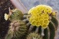 Selective focus, Cactus with beautiful yellow flower