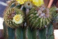 Selective focus, Cactus with beautiful yellow flower