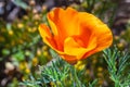 Selective focus of a California poppy, Eschscholzia California yellow flower in the field Royalty Free Stock Photo