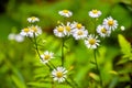 Camomile flowers or chamomile flowers plants. White and yellow little daisy flowers or becky shasta daisy flowers Royalty Free Stock Photo