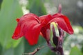 Selective focus on CANNA LILY OR CANNA MISS OKLAHOMA flower and green leaves in the park in morning sunshine. Royalty Free Stock Photo
