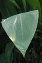 Selective focus on CANNA LILY OR CANNA MISS OKLAHOMA LEAf in the park in morning sunshine. Water drops on leaf. Royalty Free Stock Photo