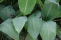 Selective focus on CANNA LILY OR CANNA MISS OKLAHOMA LEAVES in the park in morning sunshine. Water drops on leaves. Royalty Free Stock Photo