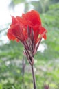 Selective focus on CANNA LILY OR CANNA MISS OKLAHOMA flower. Royalty Free Stock Photo