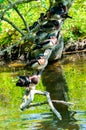Selective focus of Carolina ducks perching on a tree branch above a calm river Royalty Free Stock Photo