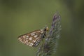 Selective focus carterocephalus palaemon butterfly Royalty Free Stock Photo