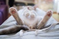 Selective focus,cat paws.Cute little colored kitten lies on the back in the lap of a girl, top view. Love for animals concept Royalty Free Stock Photo