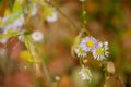 Selective focus chamomile in foreground on blurred background of flowers and red leaves. Natural background. Flower texture with Royalty Free Stock Photo