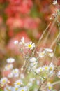 Selective focus chamomile in foreground on blurred background of flowers and red leaves. Natural background. Flower texture with Royalty Free Stock Photo